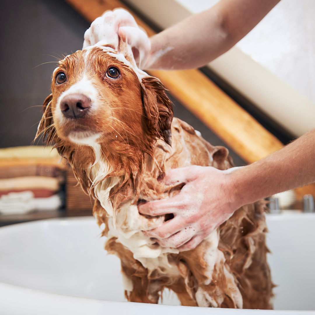 PawWow Hundeshampoo
