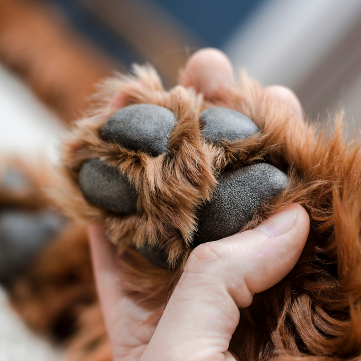 PawWow Pfotenbalsam