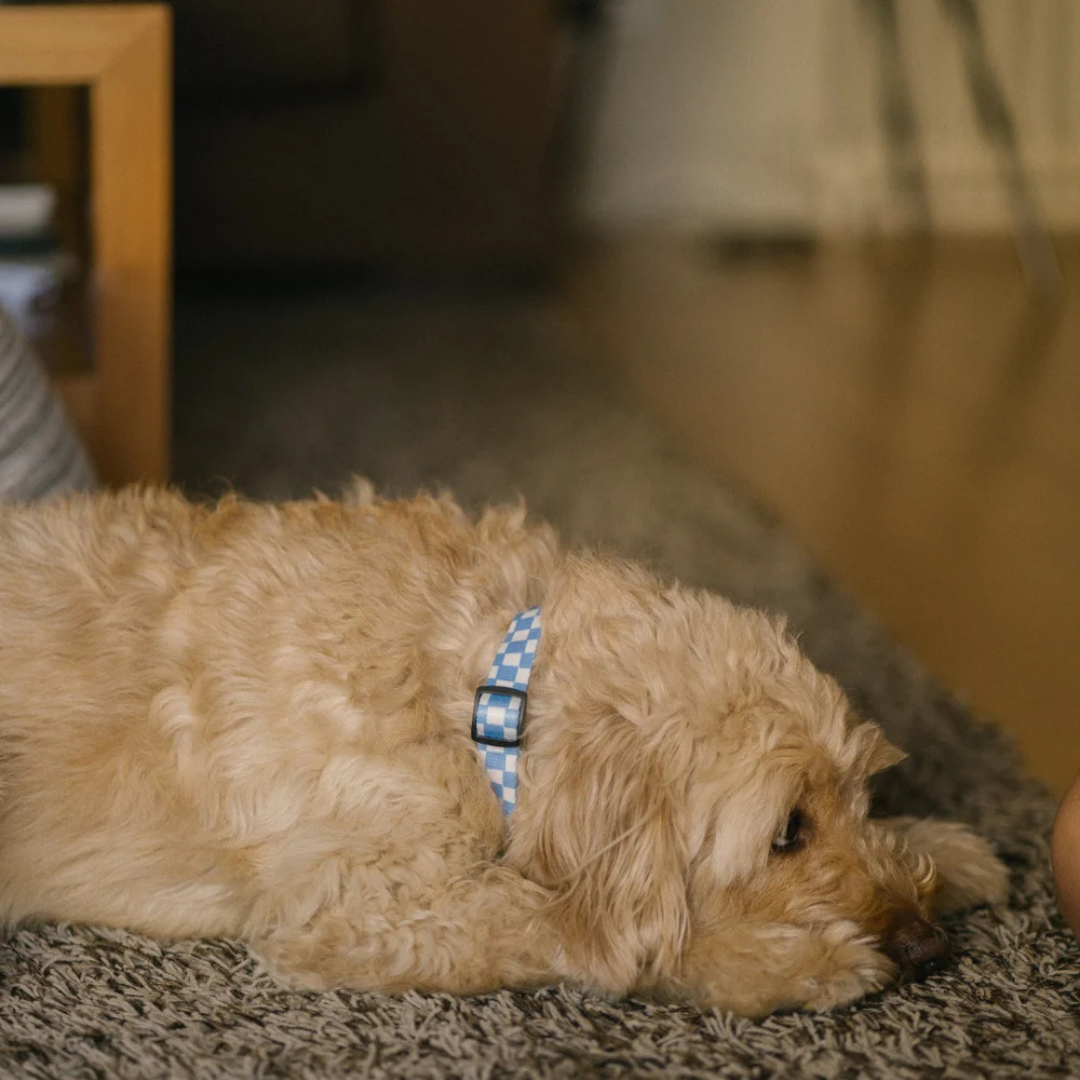 Halsband  aus recyceltem PET - Blau Karo