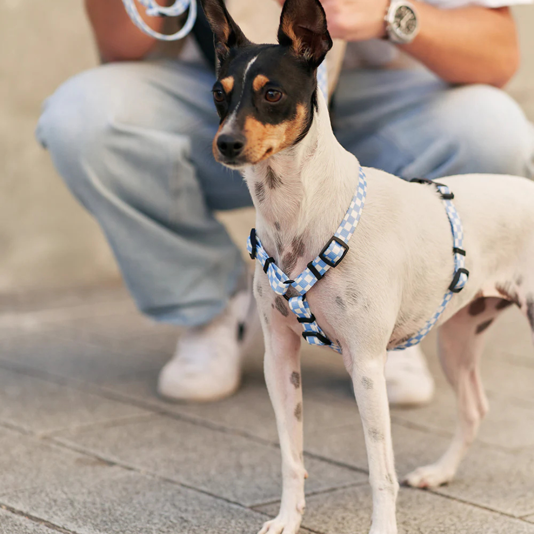 Hundegeschirr aus recyceltem PET - Blau Karo