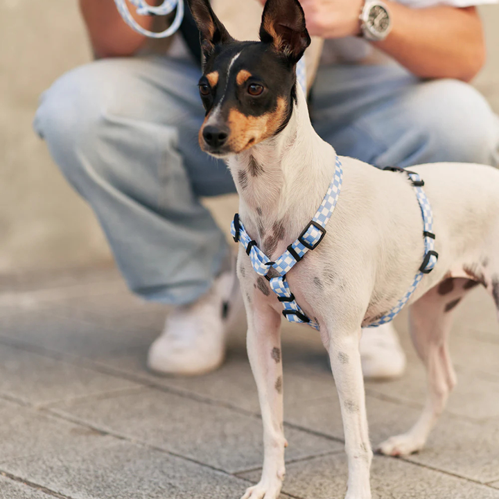 Hundegeschirr aus recyceltem PET - Blau Karo