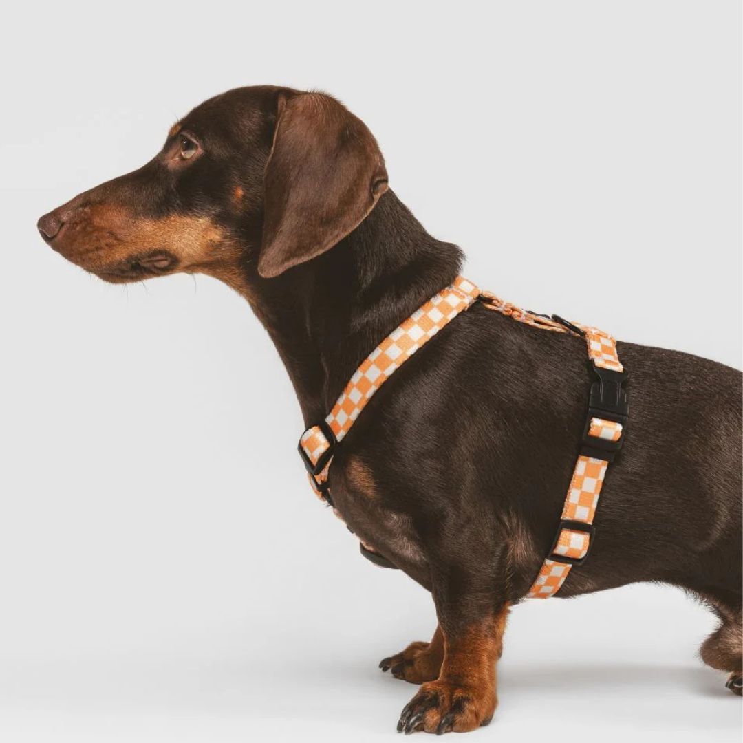 Hundegeschirr aus recyceltem PET - Orange