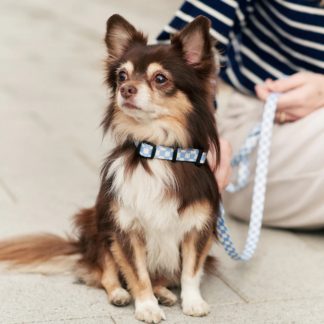 1,2 m Hundeleine aus recyceltem PET - Blau Karo