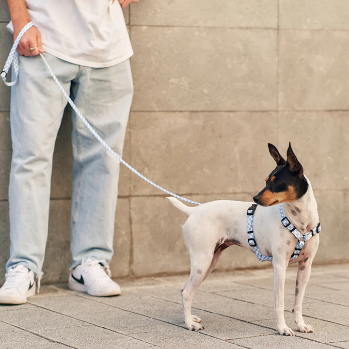 1,2 m Hundeleine aus recyceltem PET - Blau Karo
