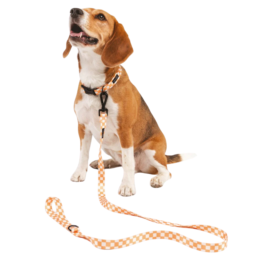 1,2 m Hundeleine  aus recyceltem PET - Orange