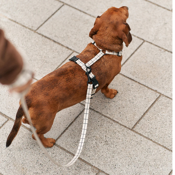 1,2 m Hundeleine aus recyceltem PET-Gewebe - Beige Design